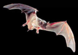 Oklahoma Mexican Free-tailed Bat