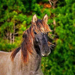 South Carolina Horse: Marsh Tacky