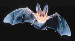 Virginia Big-eared Bat