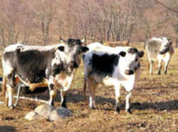 Vermont Randall Lineback Breed of Cattle