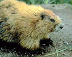 Washngton Marine Anaimal Olympic marmot