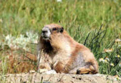 Washngton Marine Anaimal Olympic marmot