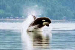 Washngton Marine Animal Orca
