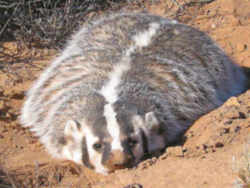 State Symbol: Wisconsin State Animal:  Badger
