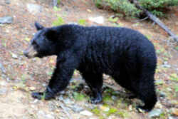 State Symbol: West Virginia State Animal: Black Bear