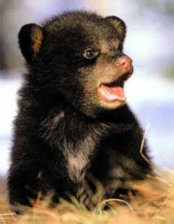 State Symbol: West Virginia State Animal: Black Bear Cub