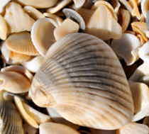 State Shells