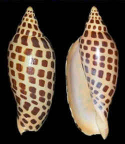 Alabama State Shell: Johnstone's Junonia 