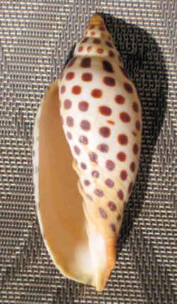 Alabama State Shell: Johnstone's Junonia 