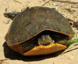 Alabama State Reptile - Red-Bellied Turtle