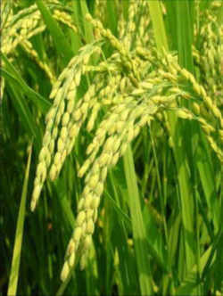 Arkansas State Grain: Rice (Oryza sp.) 