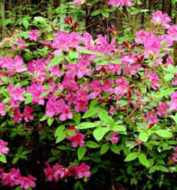 Georgia State Wild Flower - Azalea