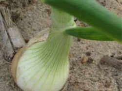 Georgia State Vegetables: Vidalia Sweet Onion