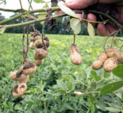 Georgia State Crop: Peanut