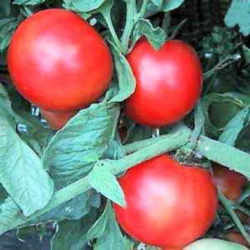 Louisiana State Vegetable Plant: Creole Tomato