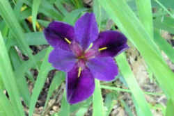 Louisiana State Wild Flower: Louisiana Iris 