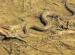 Garter Snake