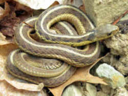 Garter Snake