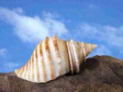 Massachusetts State Shell: New England Neptune