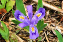 Dwarf Lake Iris