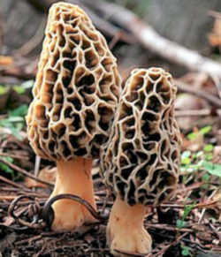 Morel