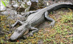 Mississippi State Reptile: American Alligator