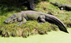 Mississippi State Reptile: American Alligator