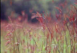 Missouri State Grass: Big Bluestem