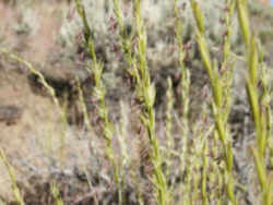 Montana State Grass: Bluebunch Wheatgrass