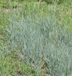 North Dakota State Grass: Western Wheatgrass 