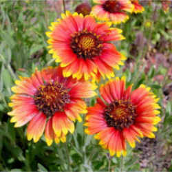 Indian Blanket 