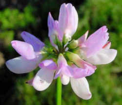 Penngift Crownvetch