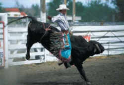 South Dakota State Sport: Rodeo