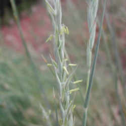 South Dakota State Grass: Western Wheat Grass