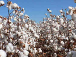 Texas State Fibre and Fabric: Cotton