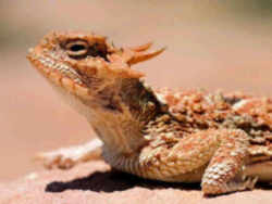 exas State Reptile: Texas Horned Lizard