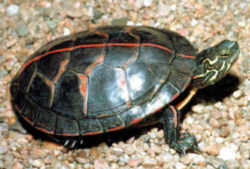Vermont State Reptile: Painted Turtle