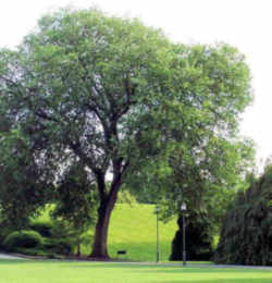 North Dakota State Tree: American Elm