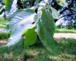 North Dakota State Tree: American Elm