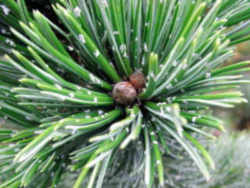 Nevada State Tree: Bristlecone Pine