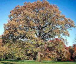 Iowa State Tree- Bur Oak