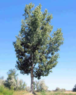 Nebraska State Tree: Eastern Cottonwood