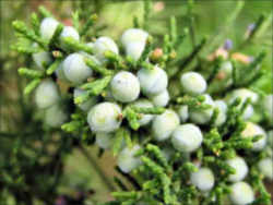 Tennessee State Evergreen Tree: Eastern Red Cedar