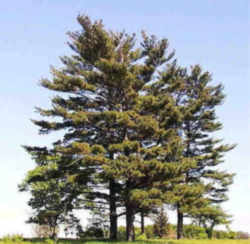 Maine State Tree: Eastern White Pine