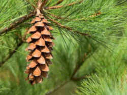Michigan State Tree: Eastern White Pine