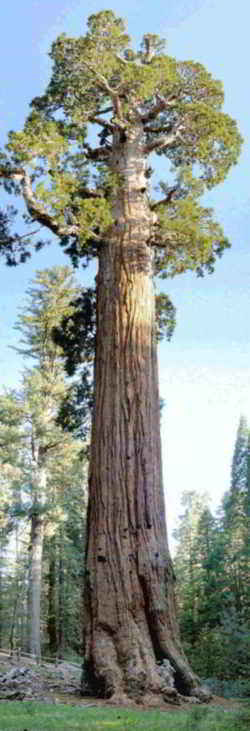 State Tree, a state symbol