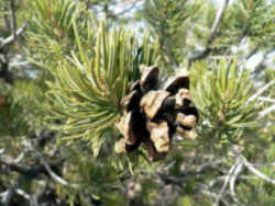 New Mexico State Tree