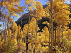 Utah State Tree: Quaking Aspen