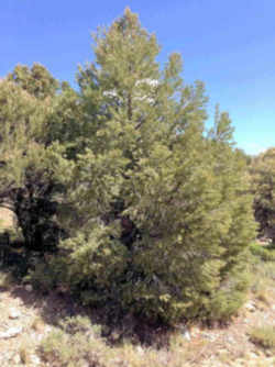 Nevada State Tree: Singleleaf Pinyon