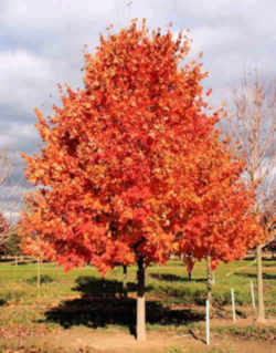 Vermont State Tree: Sugar Maple
